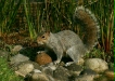 Grey Squirrel
